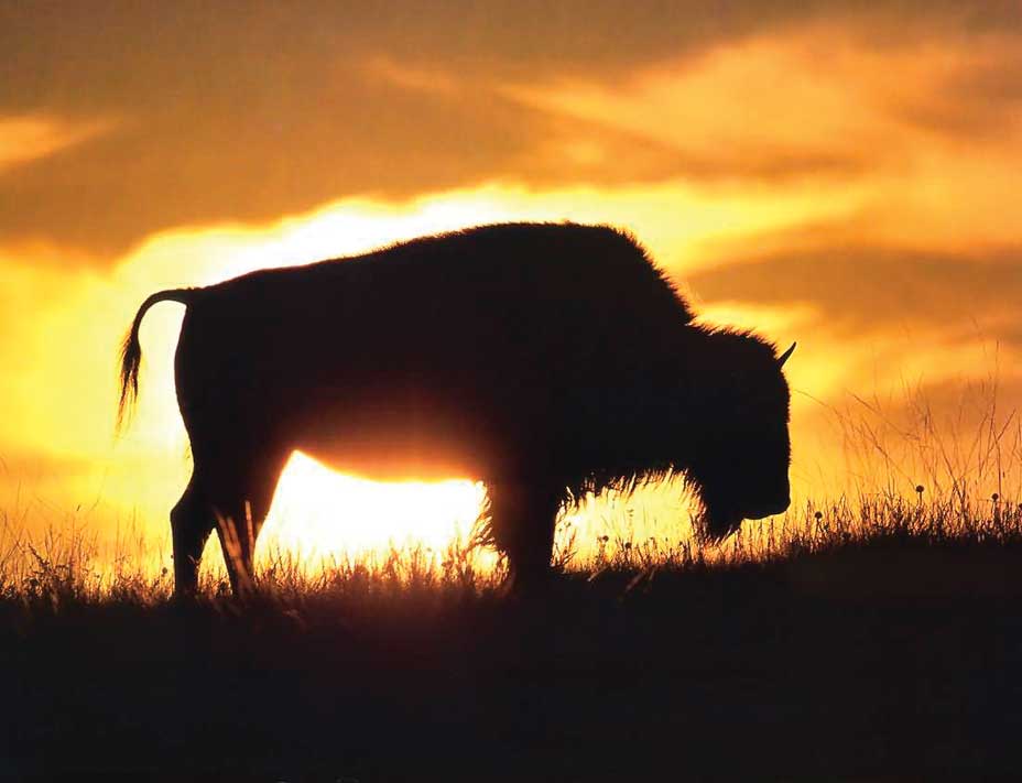 A bison on the horizon