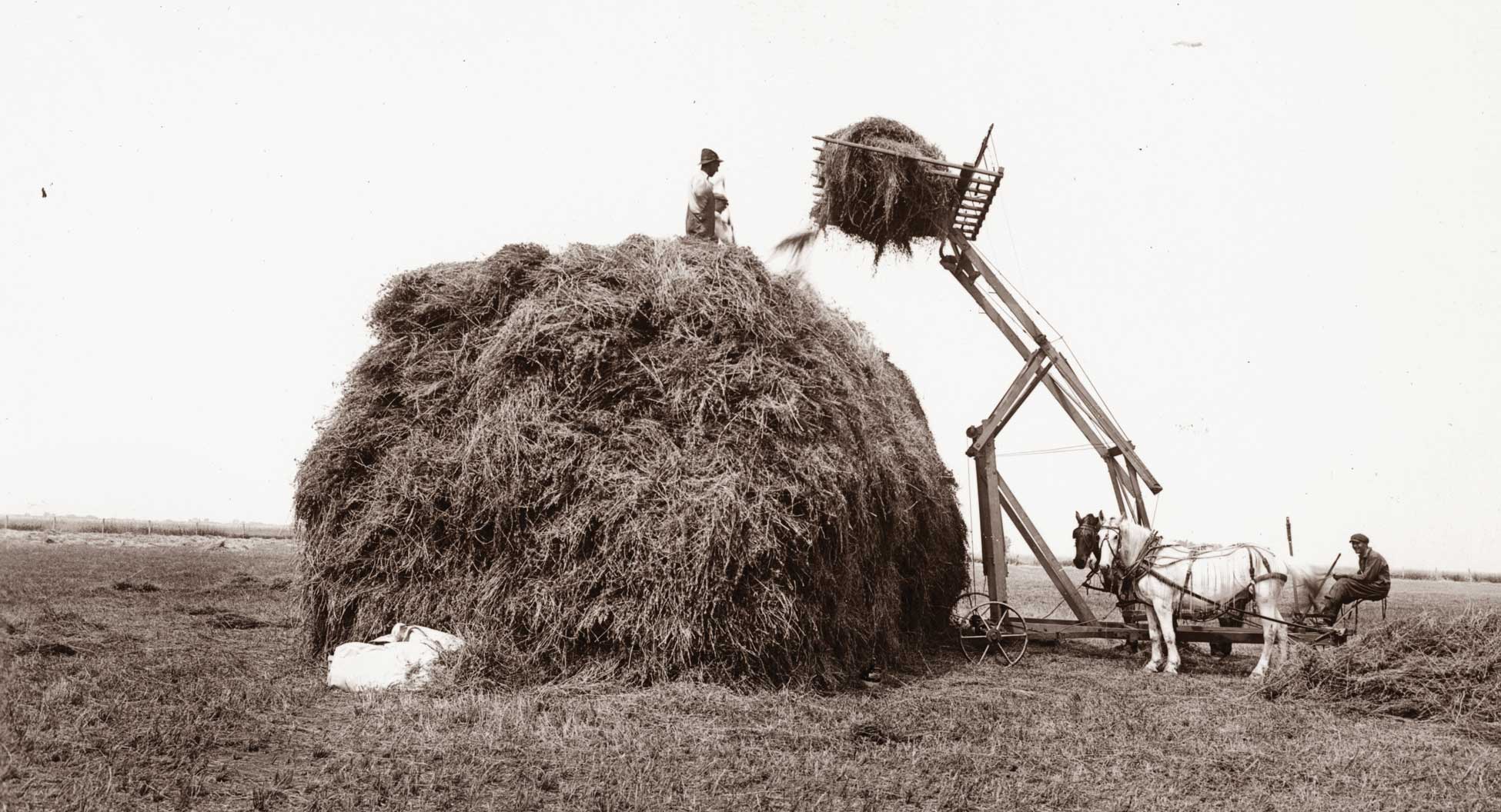 Figure 30. Men and horses stack hay