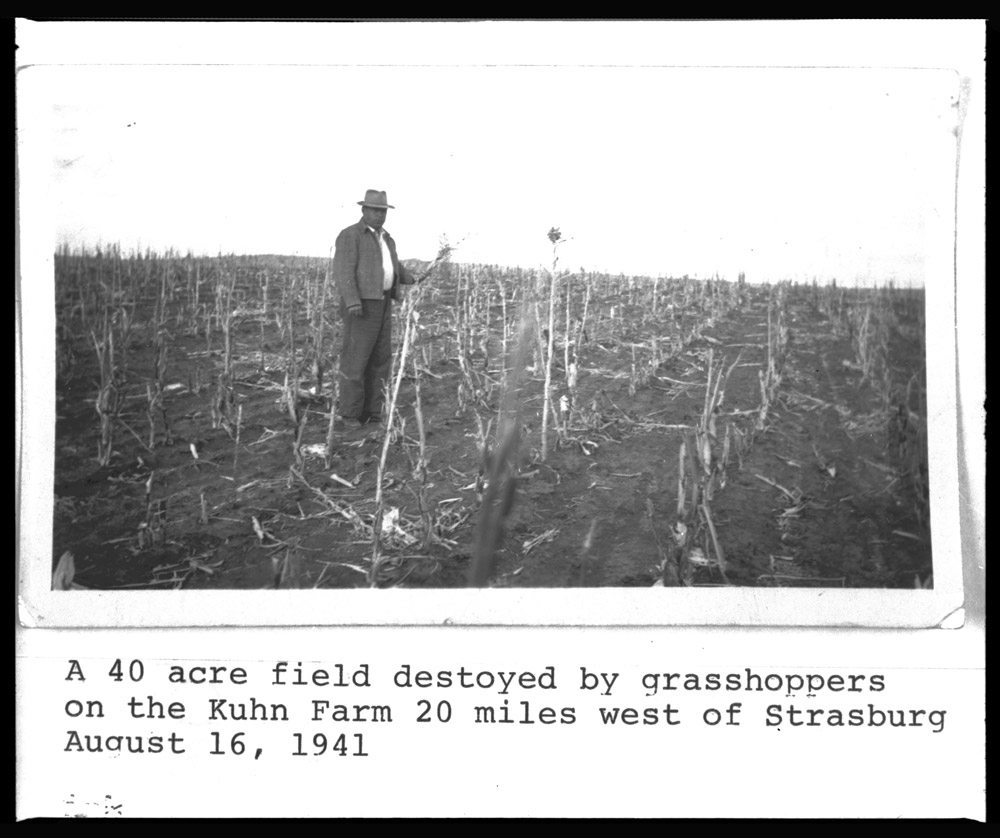 Farm field destroyed by grasshoppers