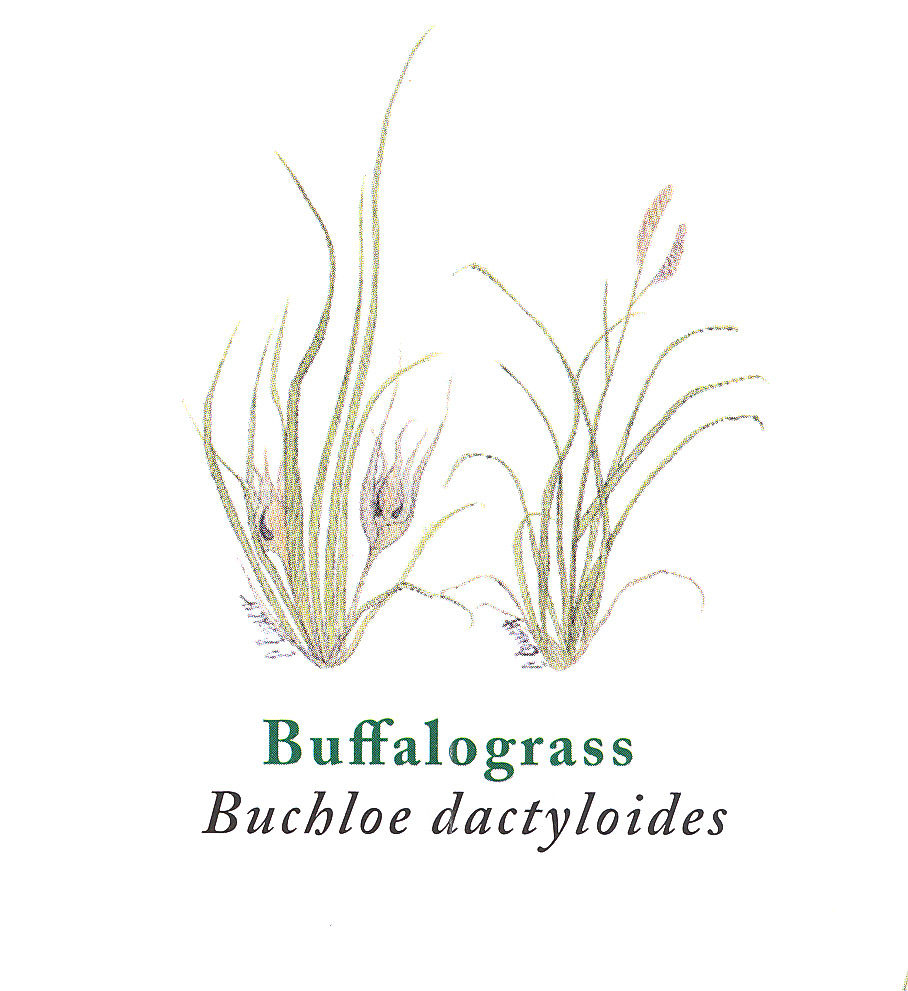 Buffalo Grass