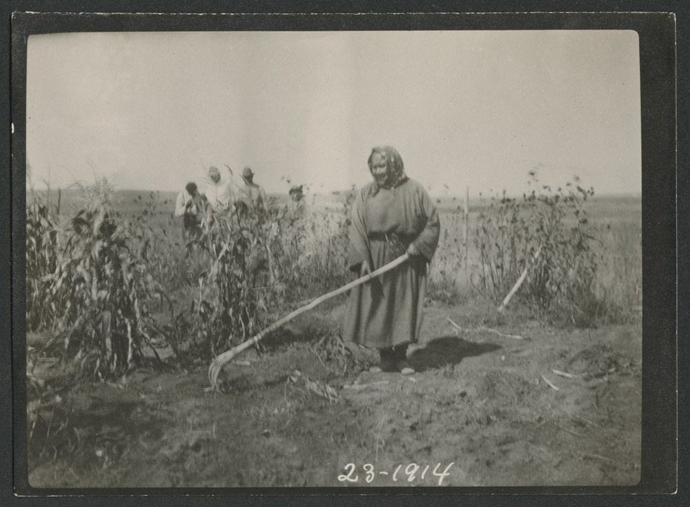 Indian woman using antler rake Fort Berthold Indian Reservation 1914