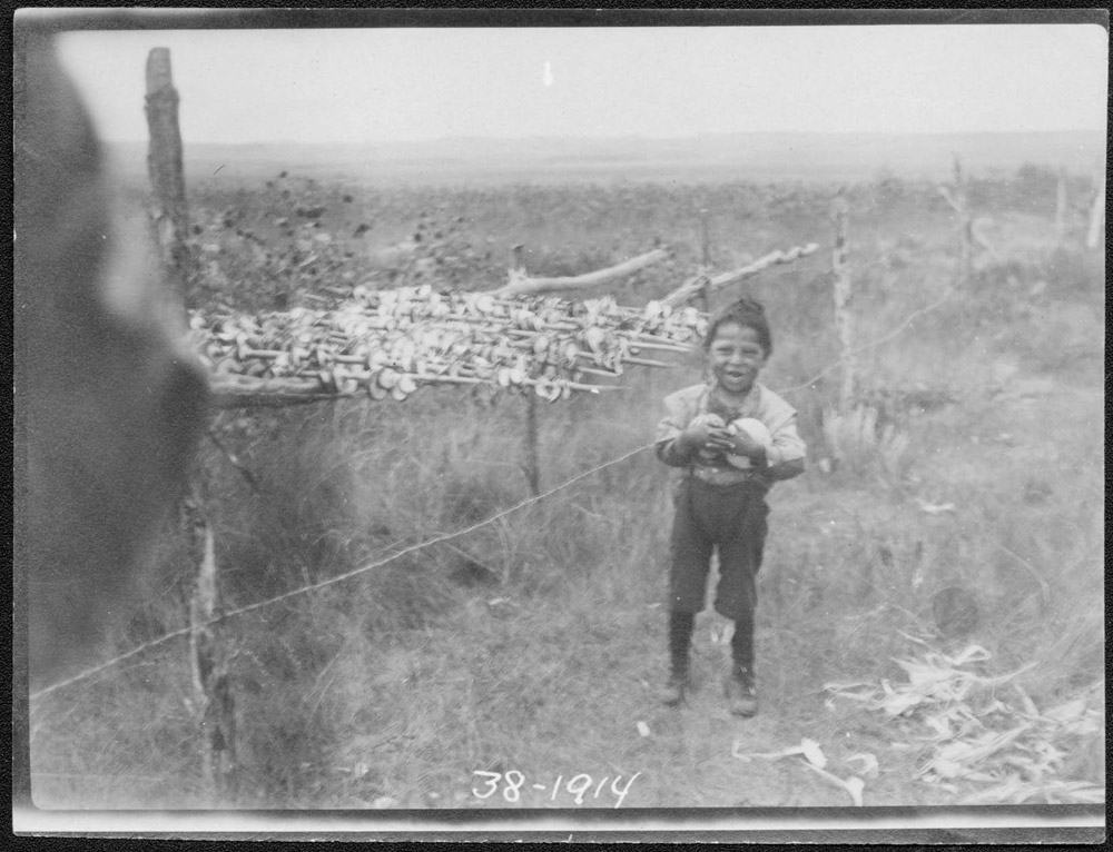 Wolf Chief son stringing squash 1914