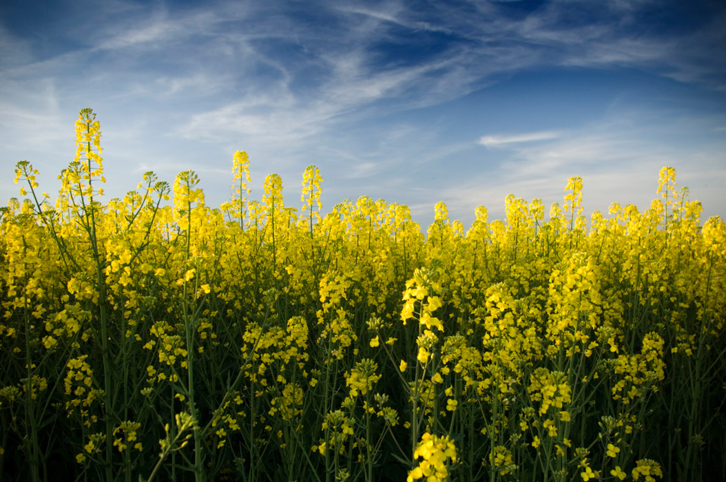 Canola