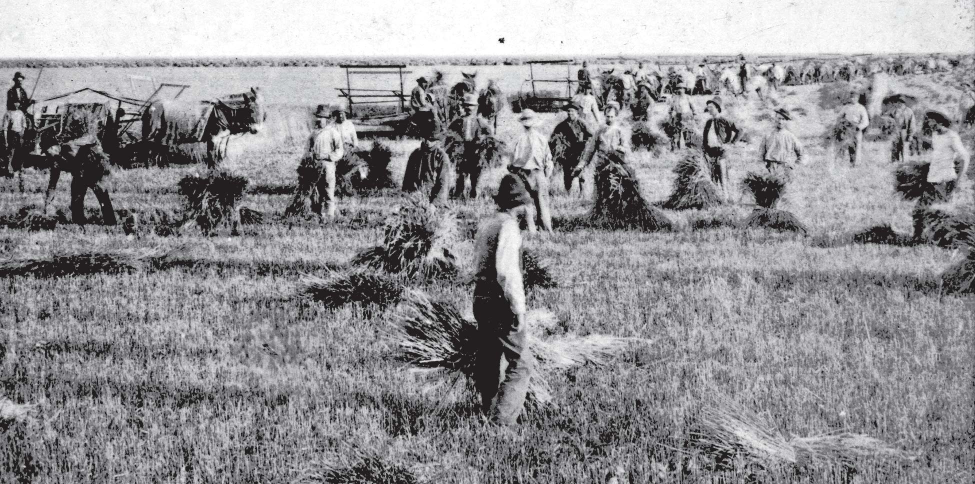 Harvest time