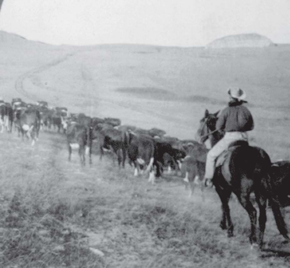 Rounding up cattle