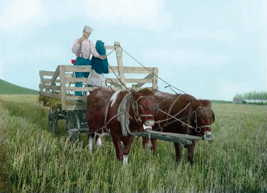 Oxen pulling a hay rack