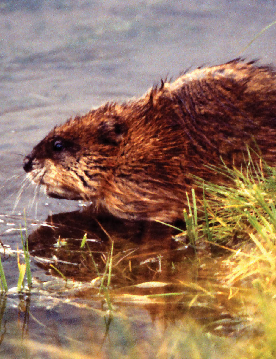 Traders trapped muskrats