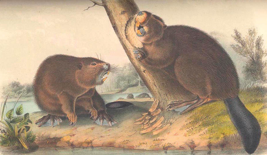 Trappers placed a high value on the beaver pelt