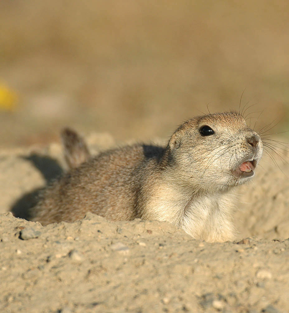 North Dakota’s prairie dogs