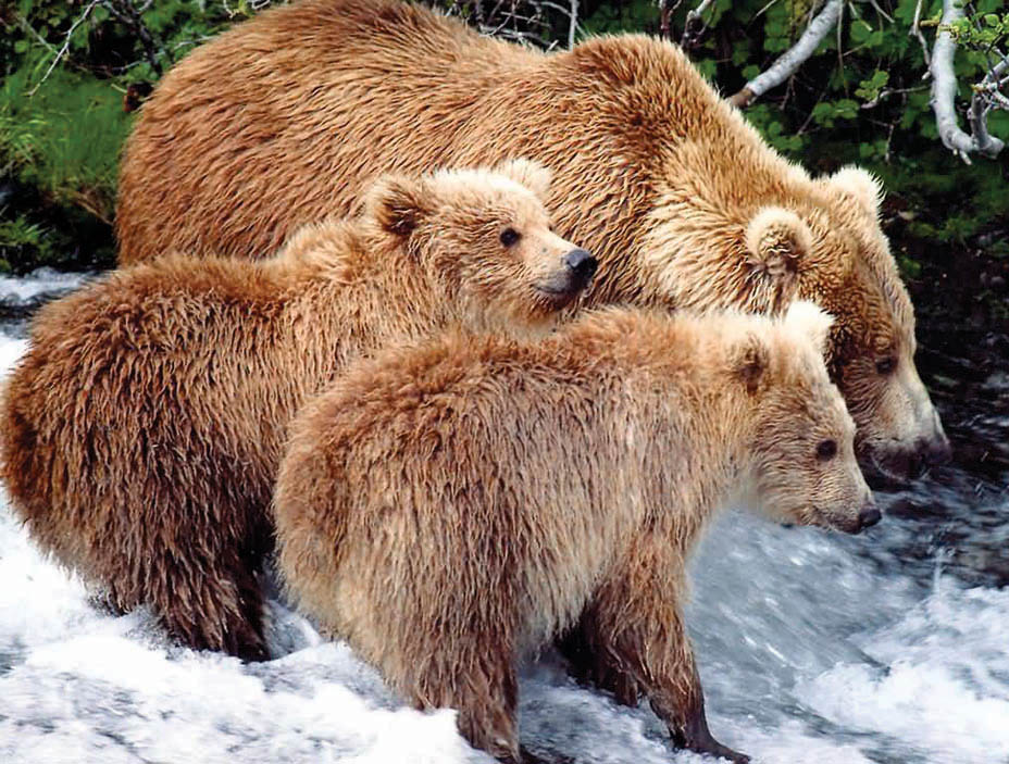 Grizzly bears