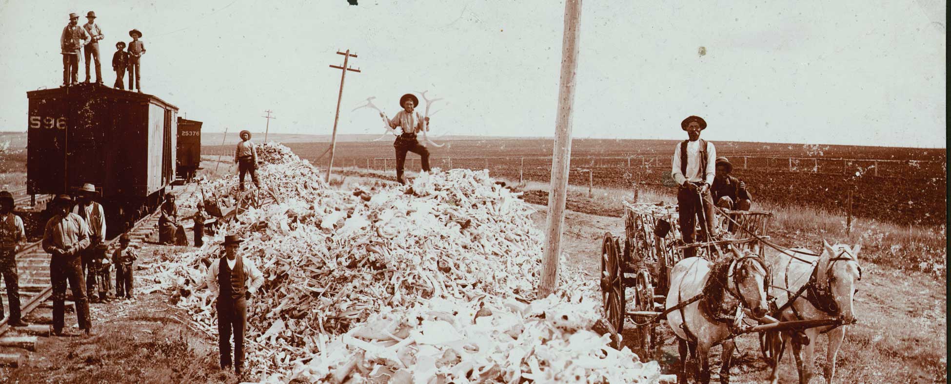 Bison bones being shipped by railroad from Minot area.