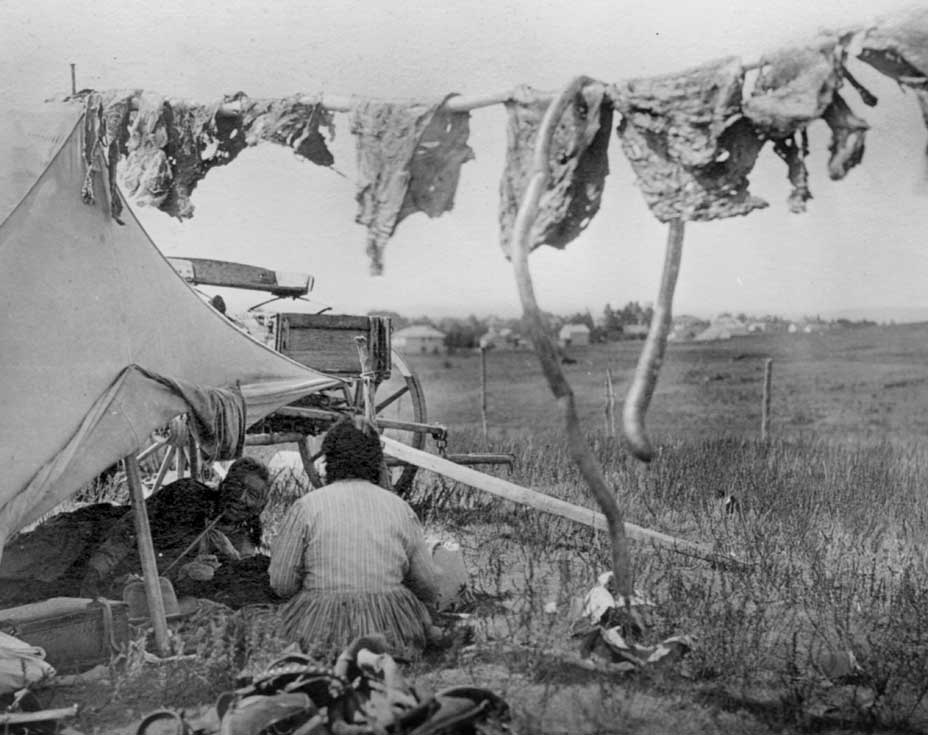 Strips of bison meat dry in the sun on a rack