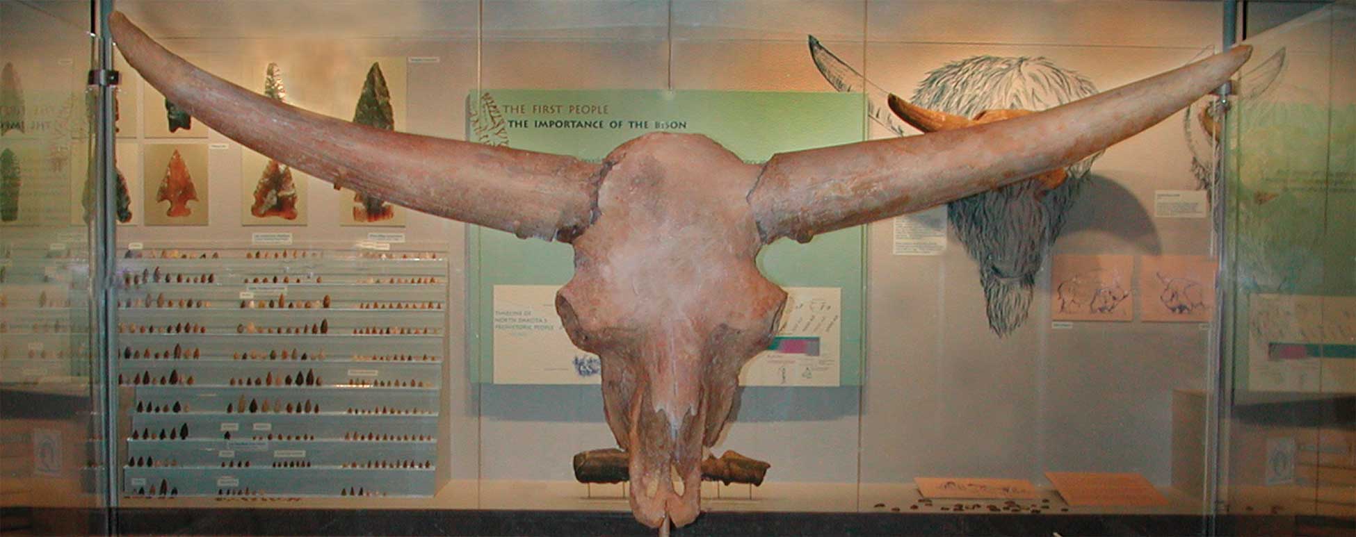 This skull of an ancient bison was found near New Town.