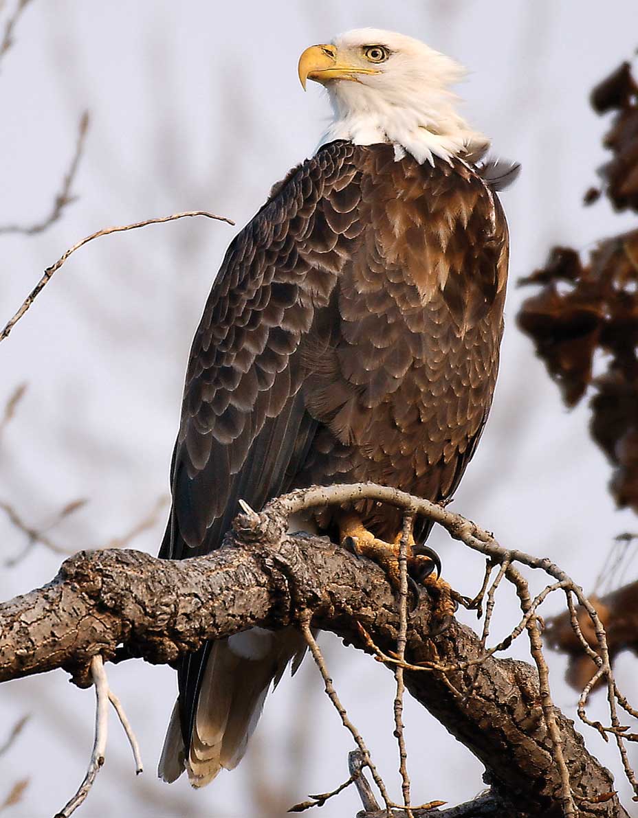 The American Bald Eagle