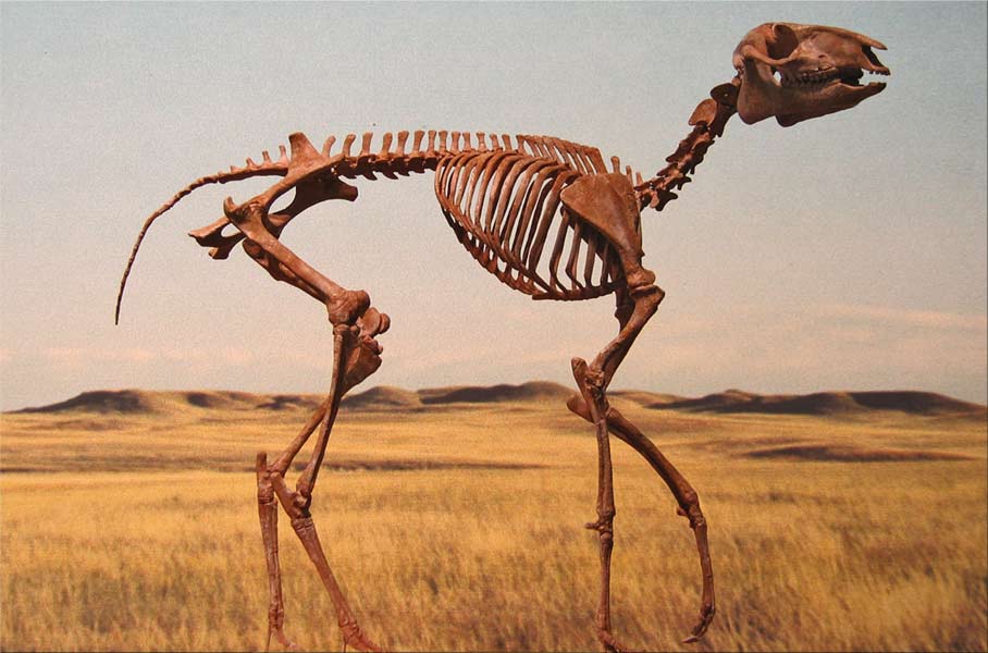 Mesohippus skeleton