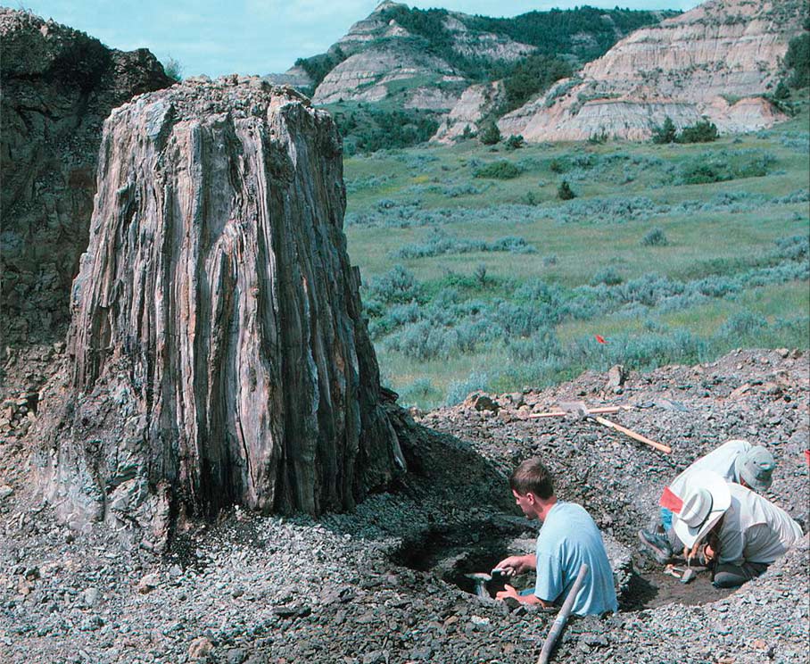 Petrified tree stump