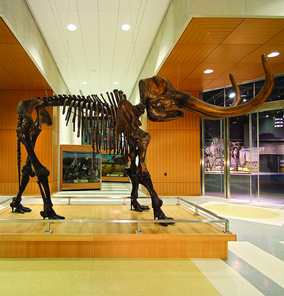 Mastodon skeleton