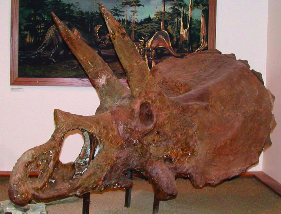 Triceratops skull