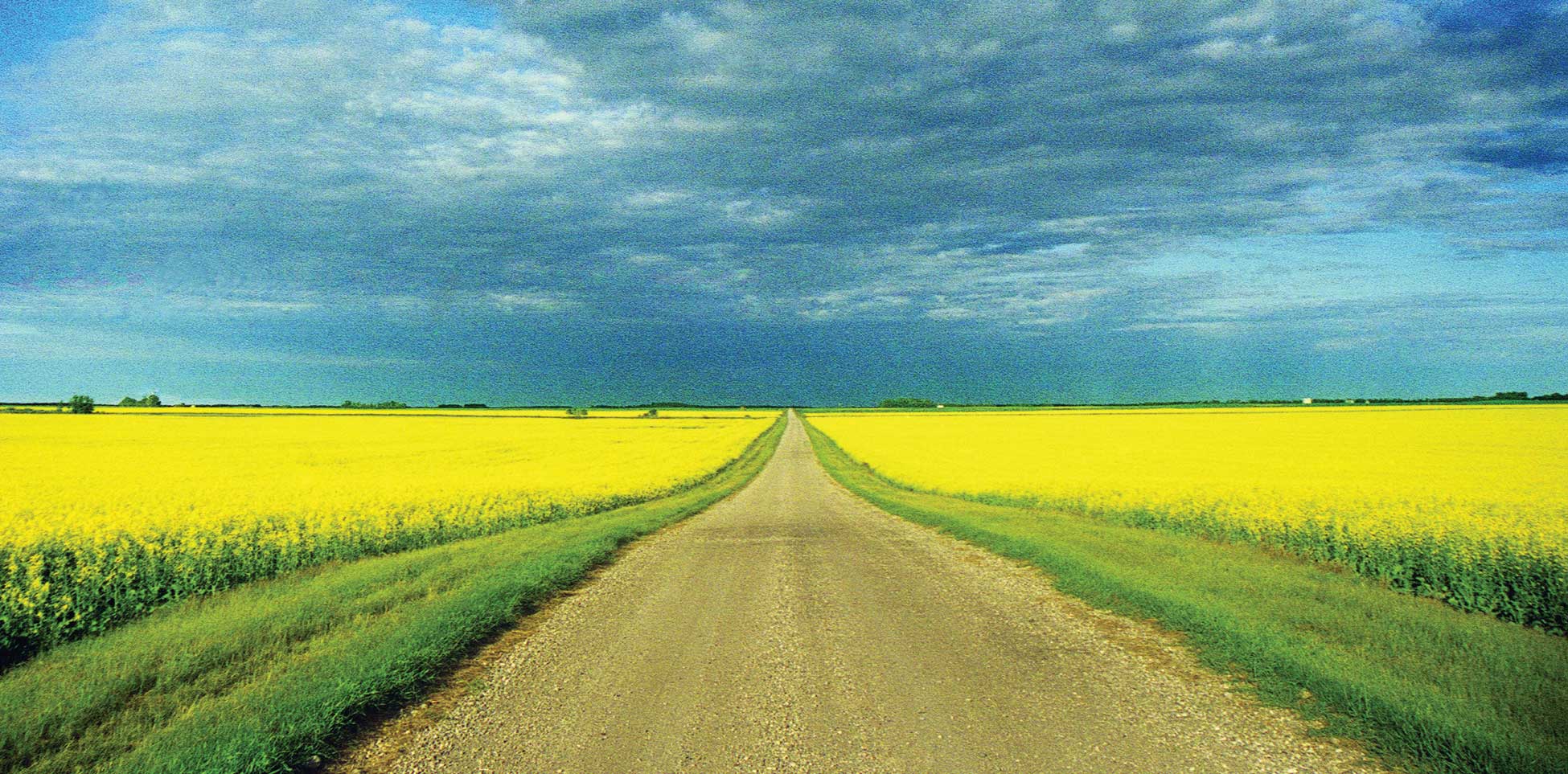 Figure 1. An endless field of canola