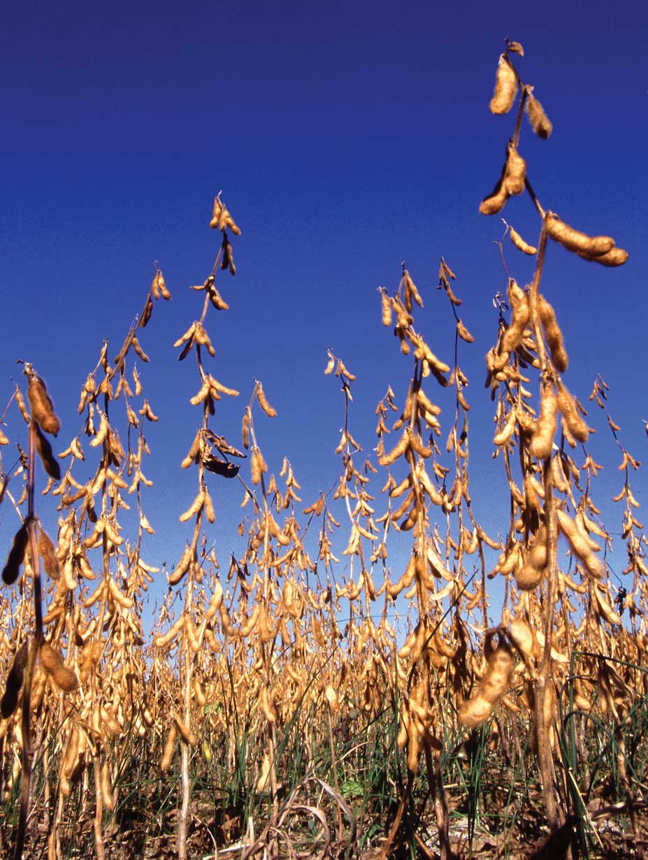 soybeans