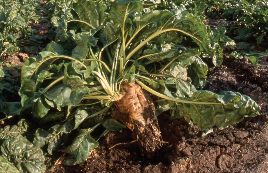 Figure 105. Sugarbeets are processed