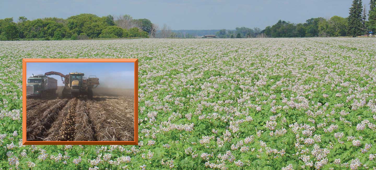 Figures 107 and 108. Potatoes are grown