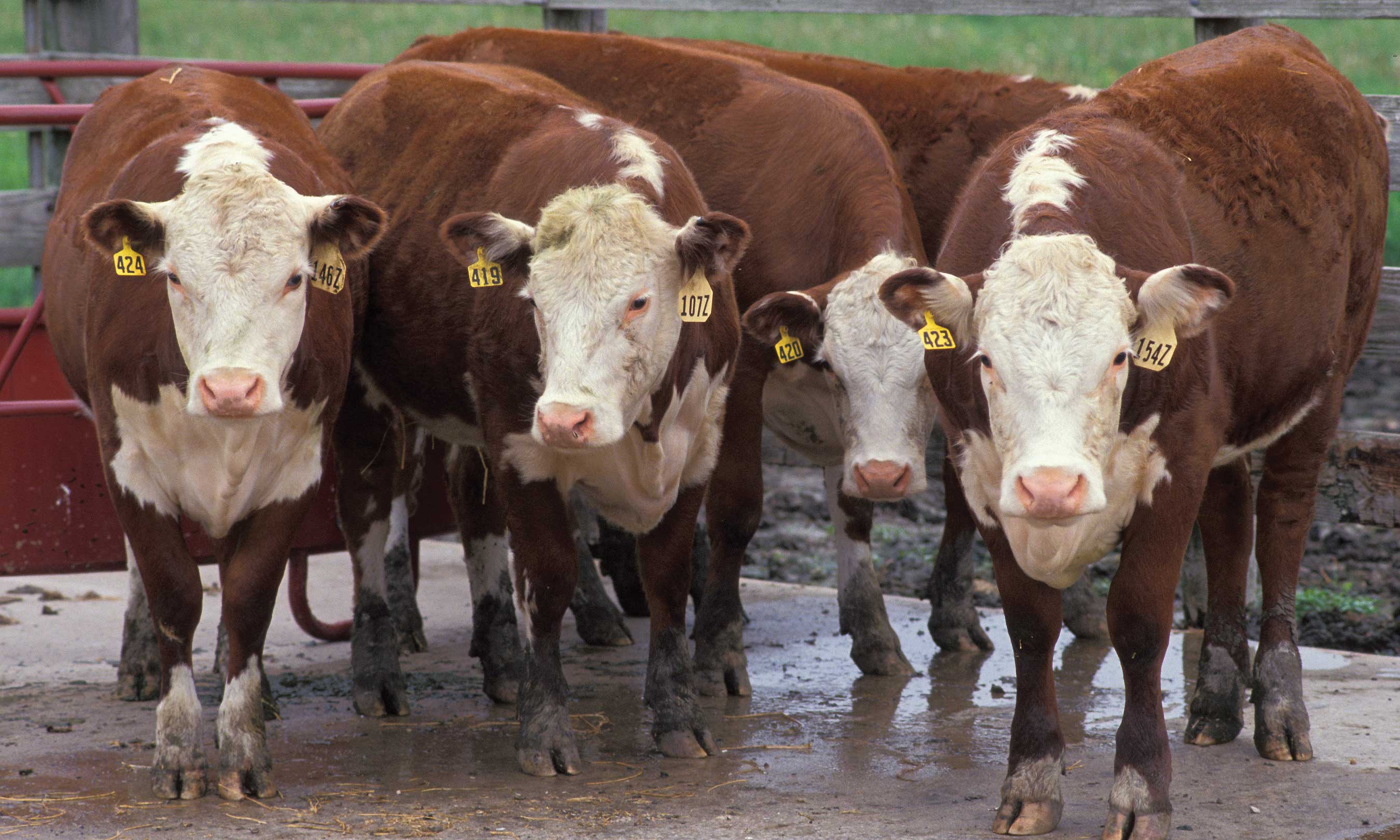 Figure 110. Beef cattle