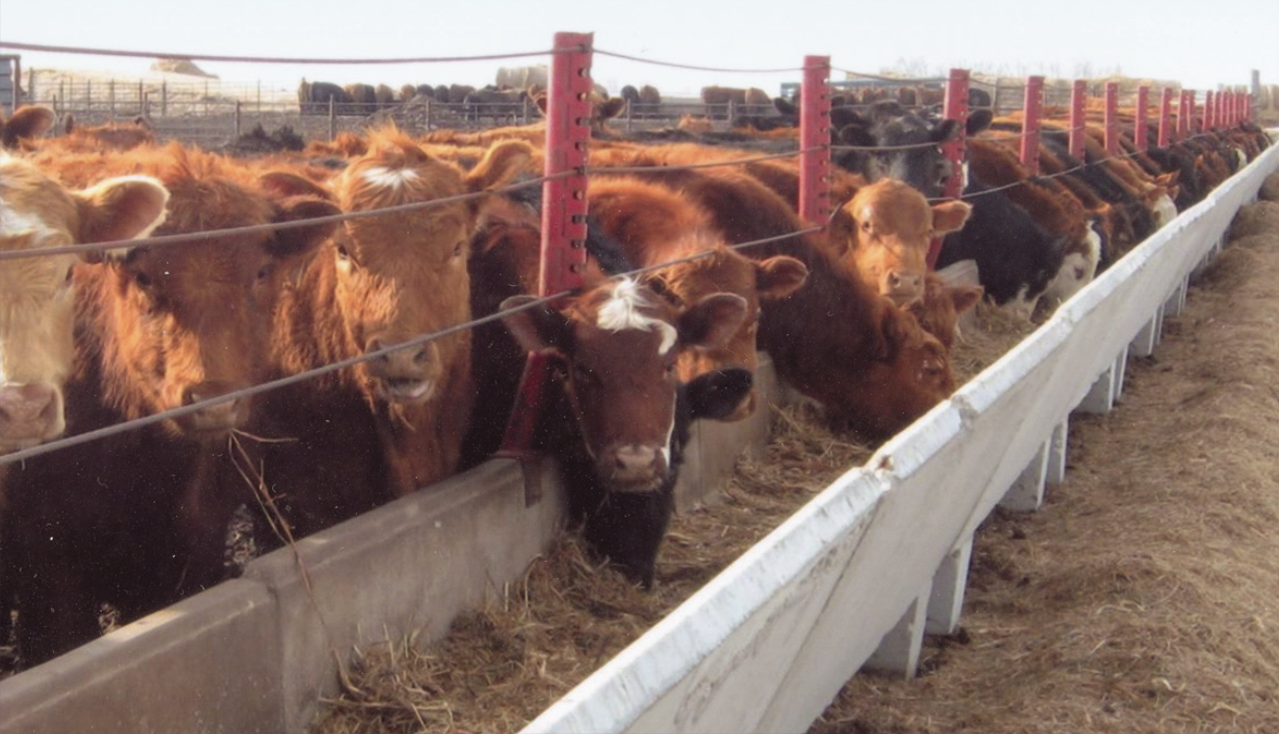 Figure 112. Feedlots