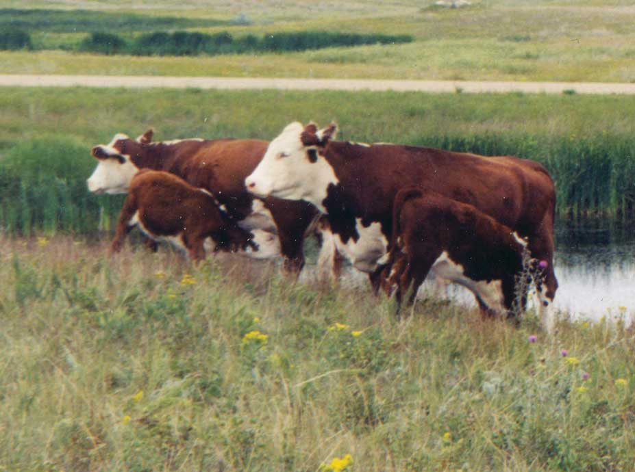 Figure 115. Herefords