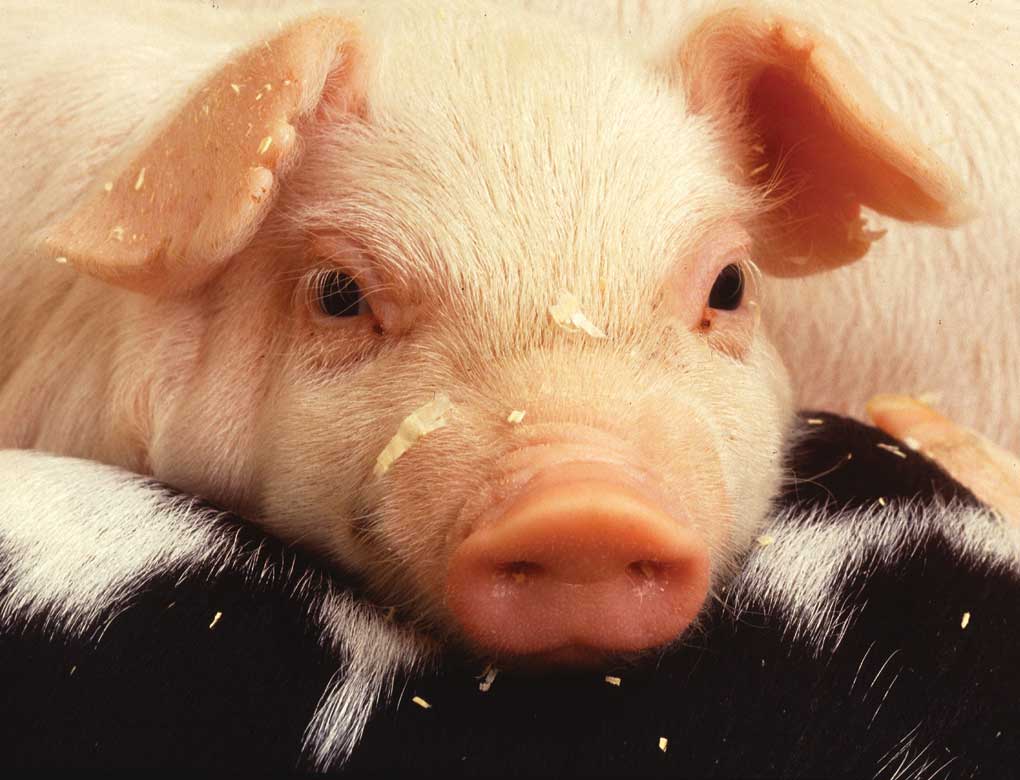 Figure 123. Swine