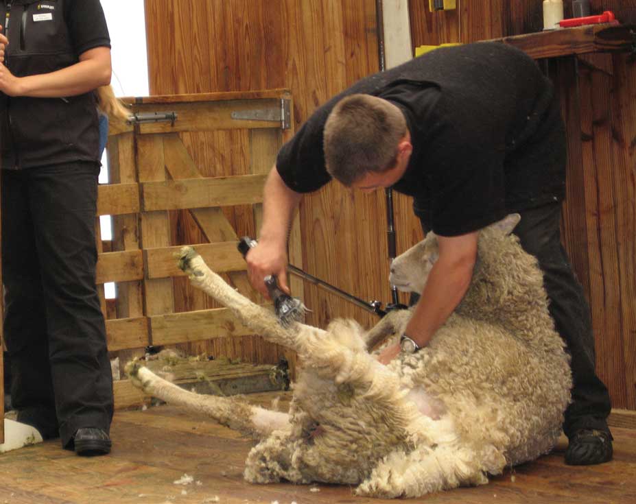 Figure 126. Sheep are sheared