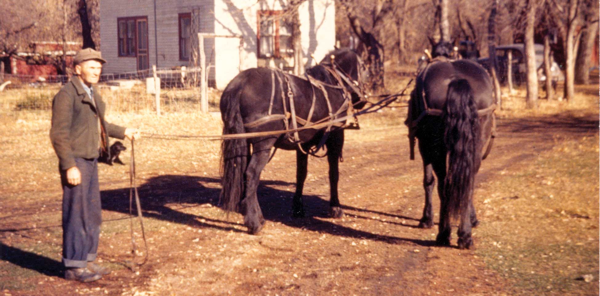 Figure 130. Draft horses
