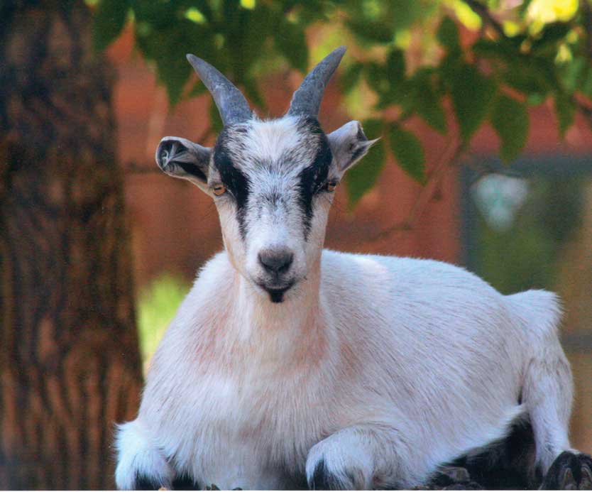 Figure 134. Goats