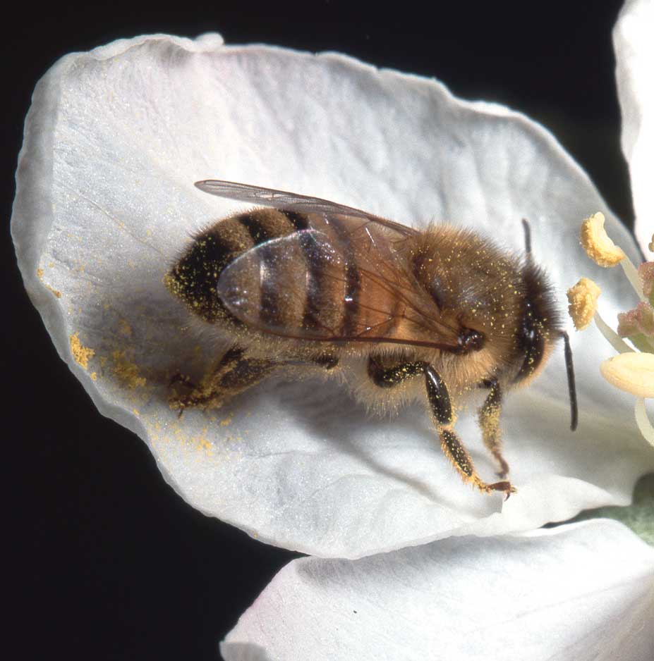 Figure 137. Bees