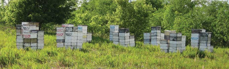 Figure 138. Beehives