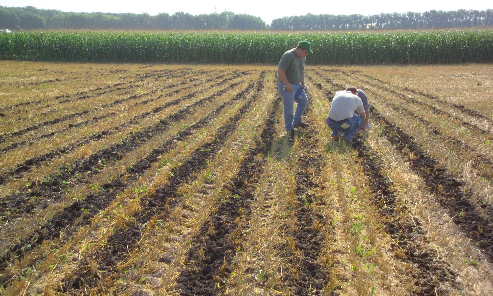 Figure 152. No-till farming