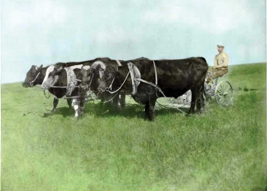 Figure 22. This team of oxen