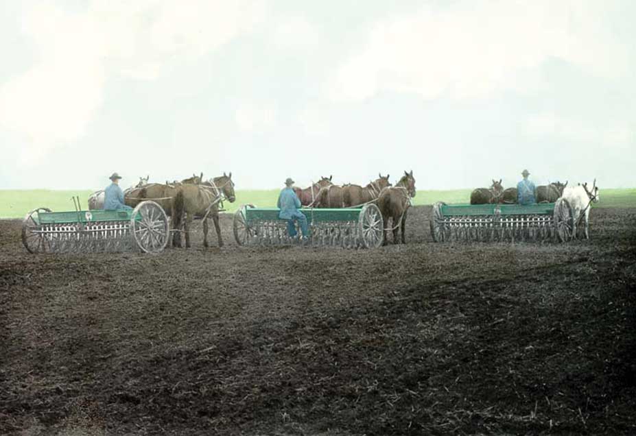 <strong> Figure 25.  Three drills seed grain </strong> on a North Dakota farm, 1909. <em> (Hultstrand Collection, Institute for Regional Studies, NDSU, 2028.145) </em>