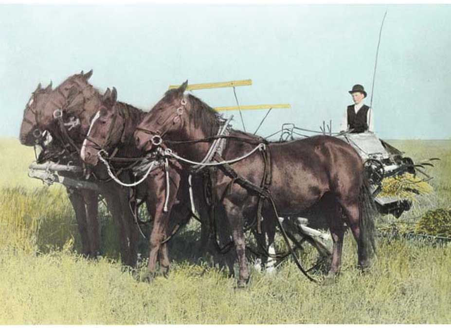 Figure 39. Miss Hanson pauses to give the horses a rest