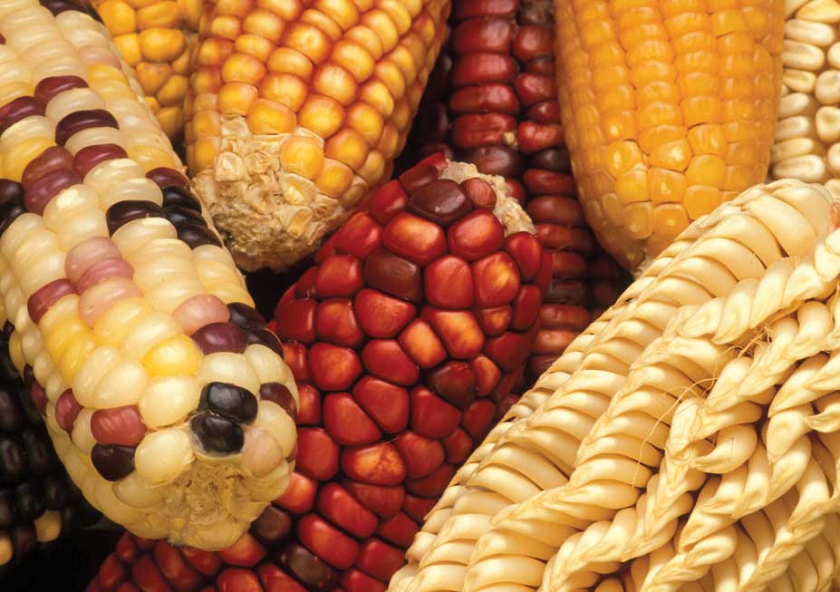 Figure 4. Corn was a main crop
