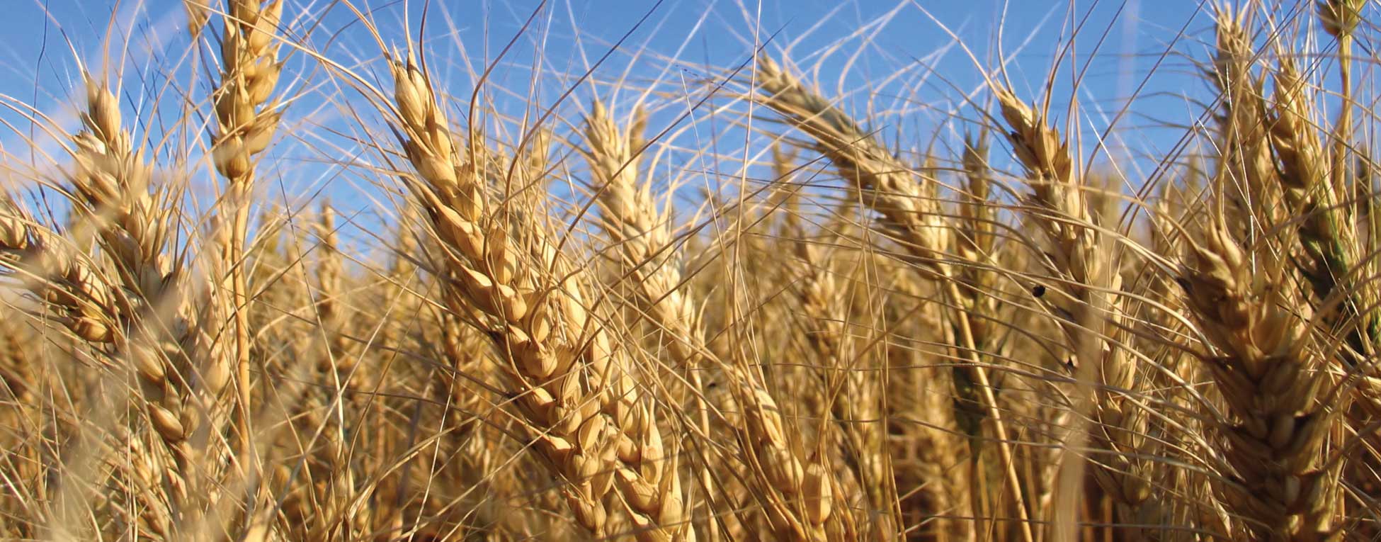 Figure 41. Wheat
