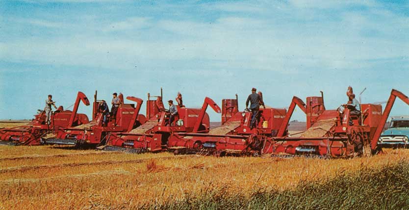 Figure 57. A row of Massey Harris combines