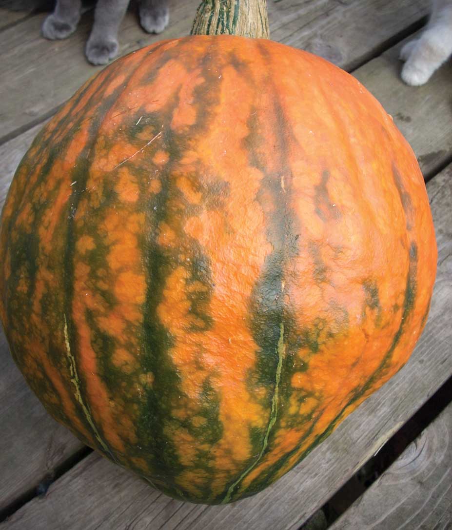 Figure 6. Growing and harvesting squash