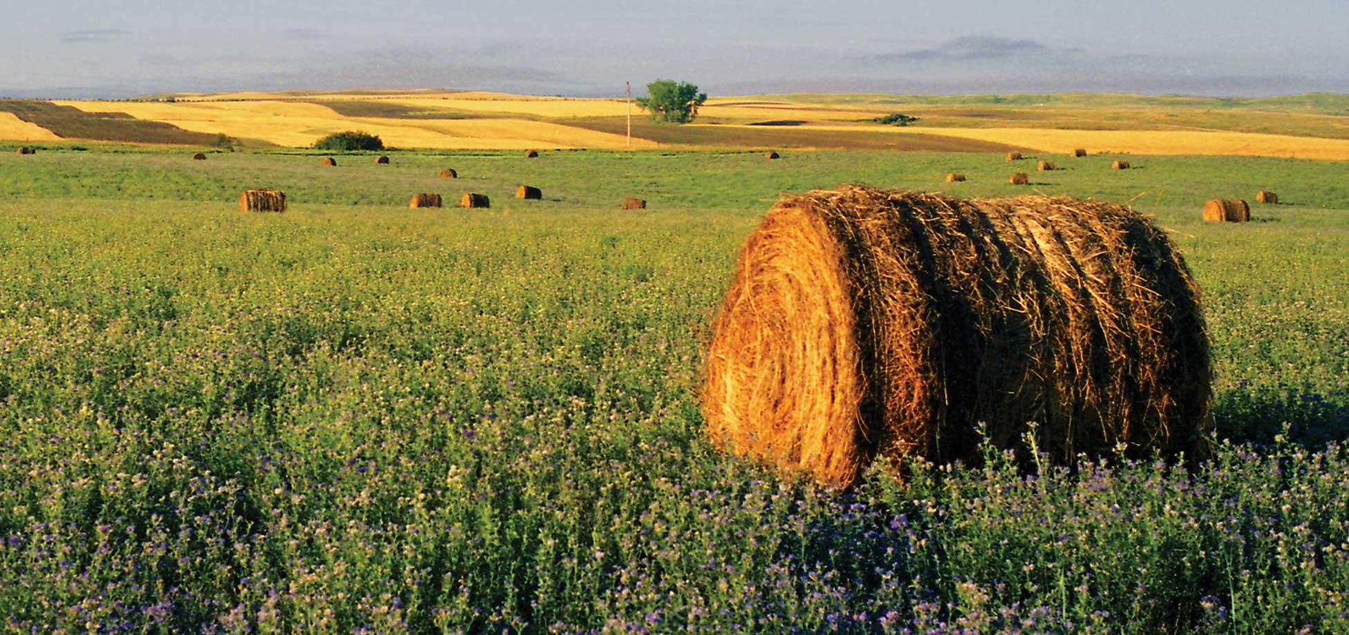 Figure 64. The Drift Prairie