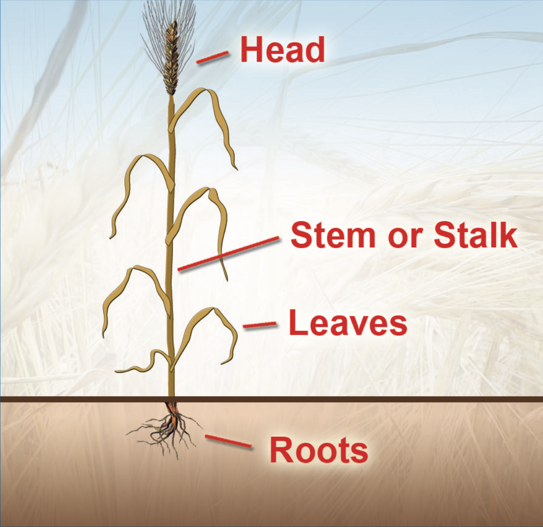 Figure 68. Parts of a small grain plant