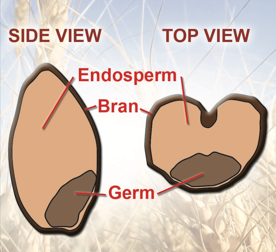 Figure 71. Parts of a Wheat Kernel