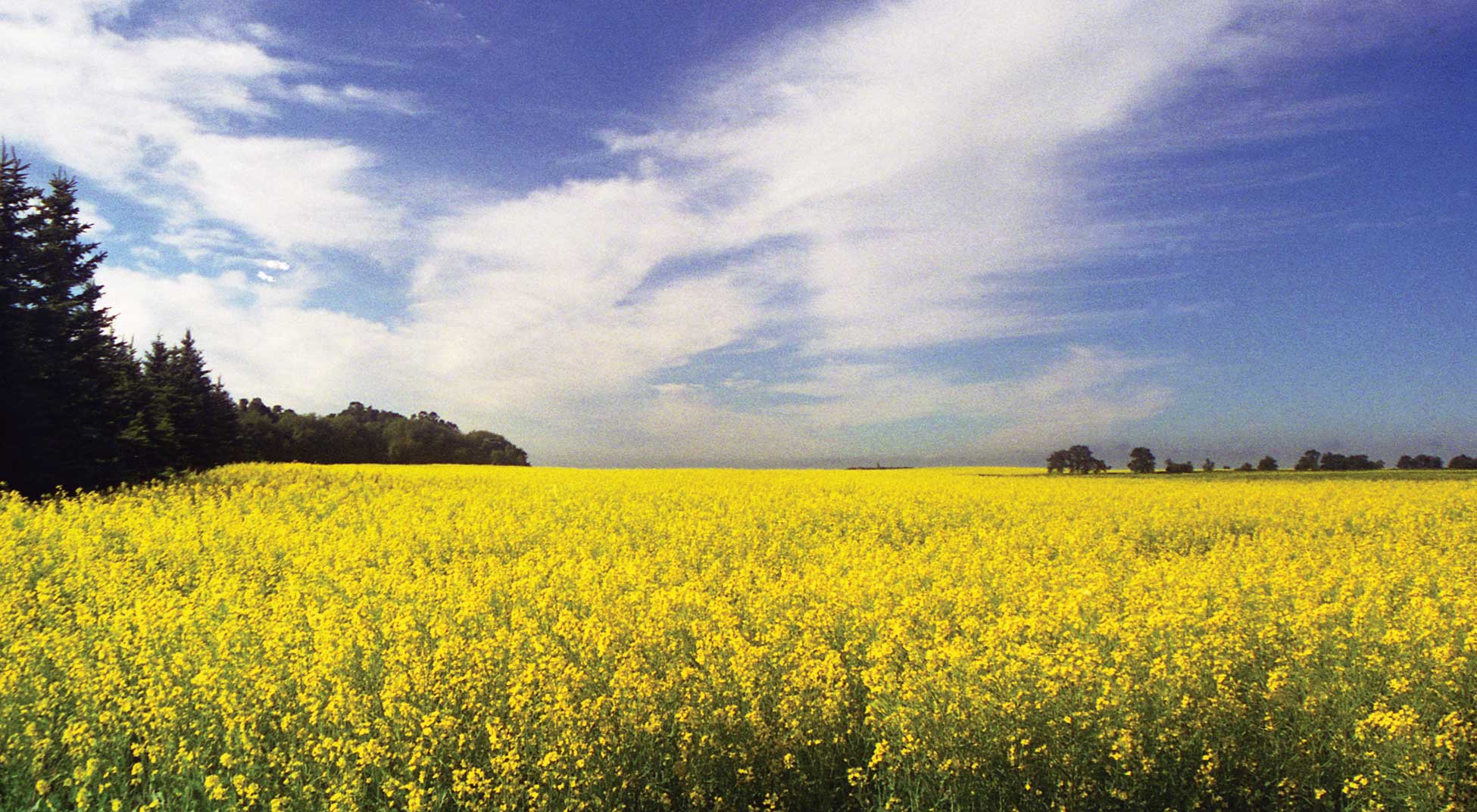 Figure 85. Canola