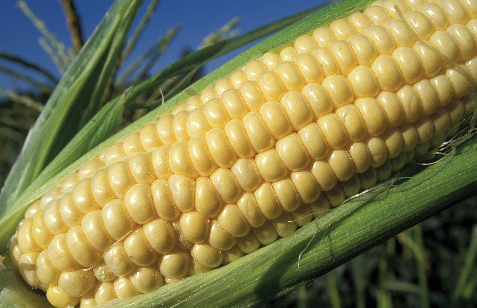 Figure 91. Corn