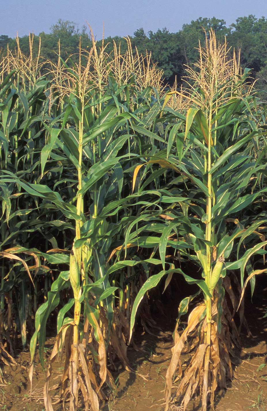 Figure 93. Corn