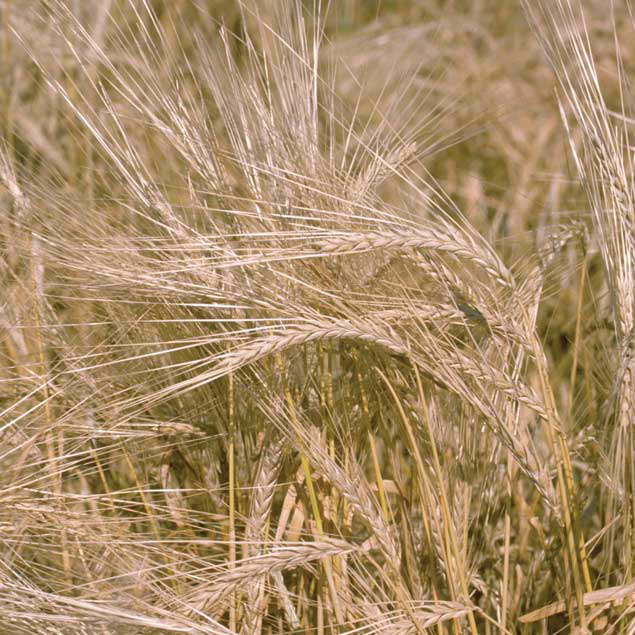 Barley crop
